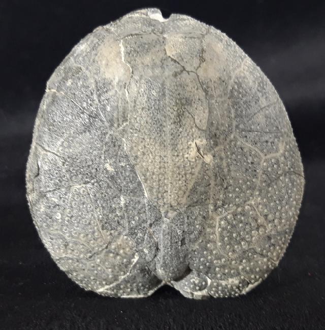 Micraster cf. schroederi STOLLEY 1891 - Bild &copy; FossNet FossilienStore